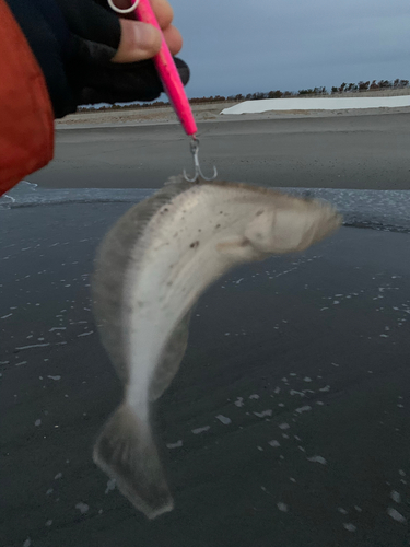 ソゲの釣果