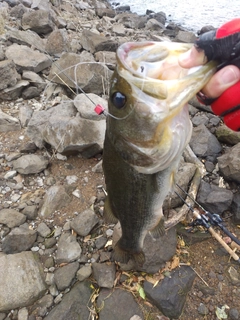 ブラックバスの釣果