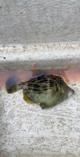 カワハギの釣果