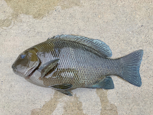 オキナメジナの釣果