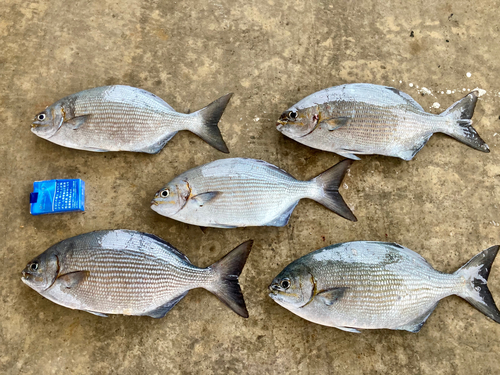 イスズミの釣果