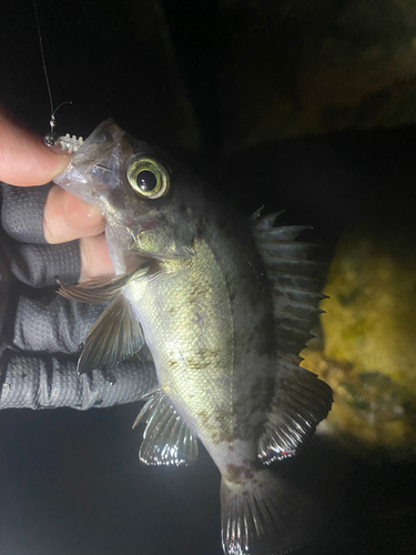 クロメバルの釣果