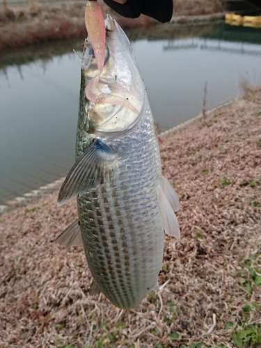 ボラの釣果