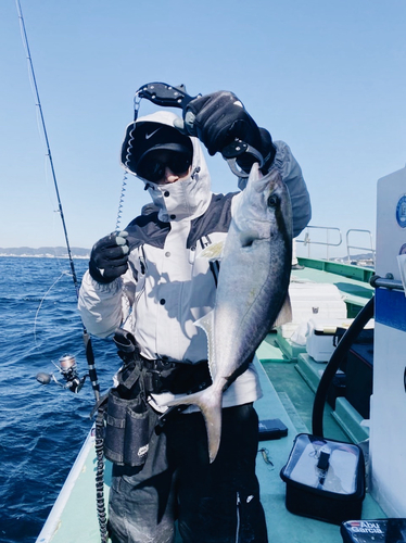 カンパチの釣果