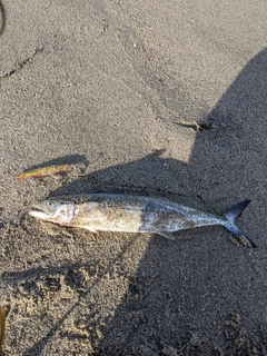 サゴシの釣果