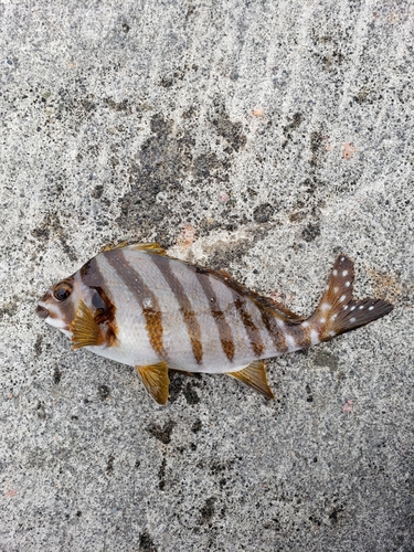 タカノハダイの釣果