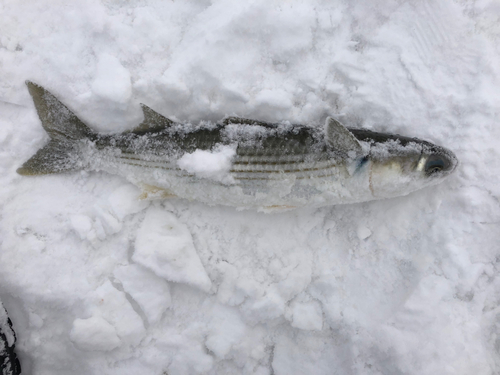 ボラの釣果