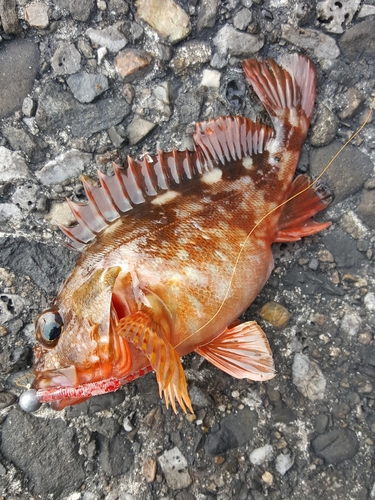 カサゴの釣果