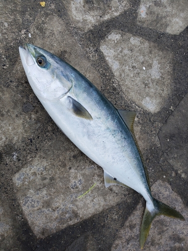 イナダの釣果