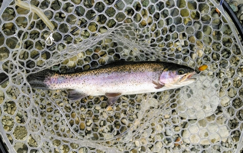 ニジマスの釣果