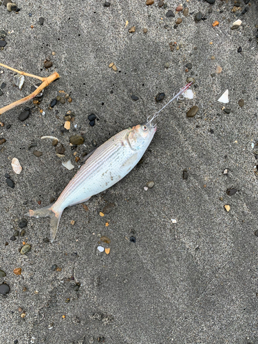 コノシロの釣果