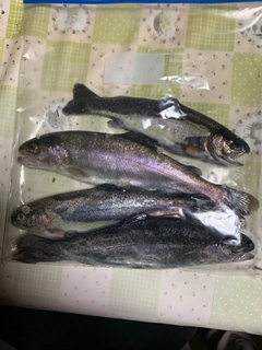 ニジマスの釣果