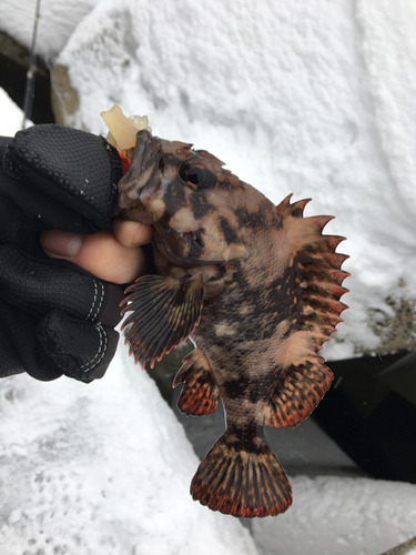 オウゴンムラソイの釣果