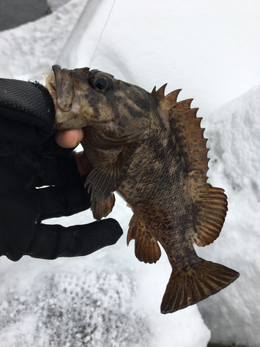 ムラソイの釣果