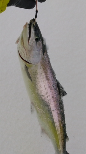 サクラマスの釣果