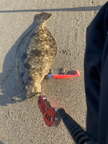 ヒラメの釣果