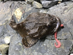 ケムシカジカの釣果