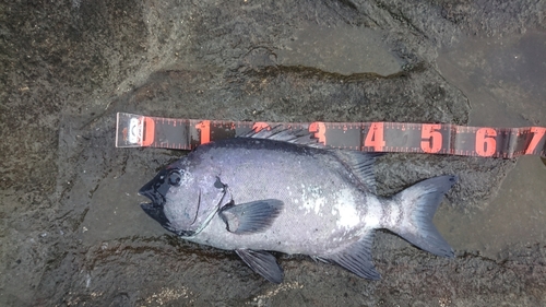 イシダイの釣果