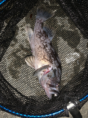 クロソイの釣果