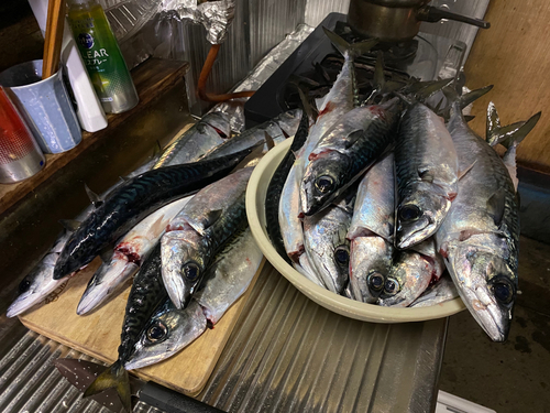 マサバの釣果