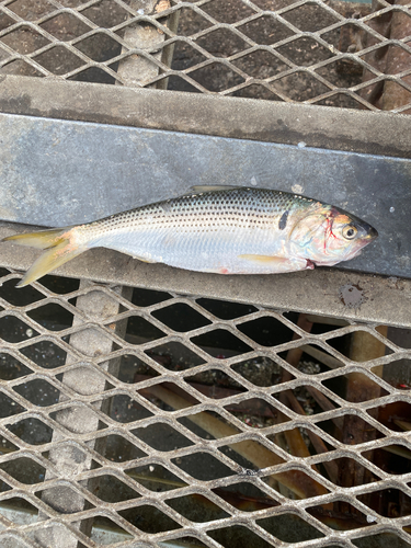 コノシロの釣果