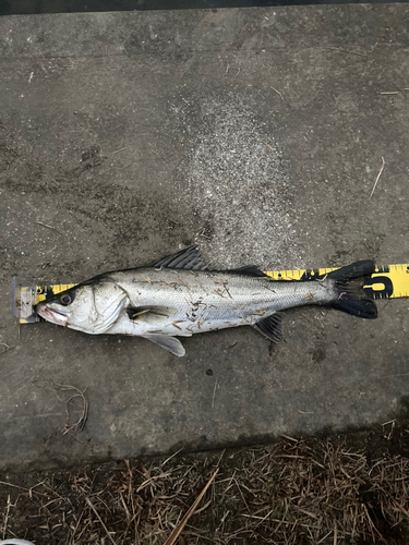 シーバスの釣果