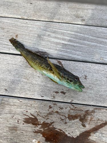 アナハゼの釣果