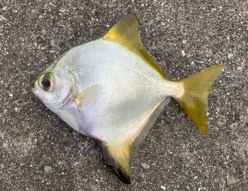 ツバメウオの釣果