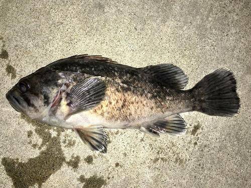 クロソイの釣果