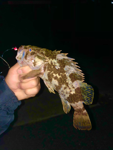 タケノコメバルの釣果