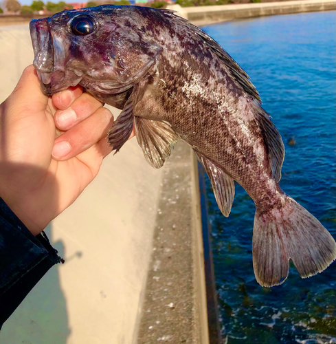 クロソイの釣果