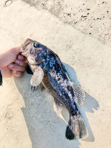 ムラソイの釣果