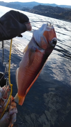 アマダイの釣果