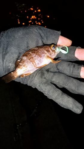 シロメバルの釣果