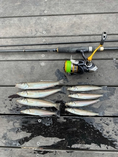 シロギスの釣果