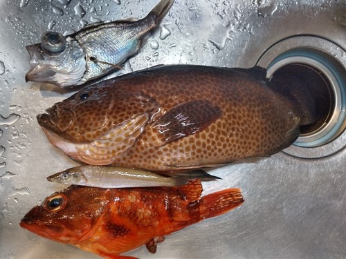 オオモンハタの釣果