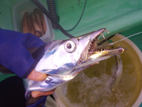 タチウオの釣果