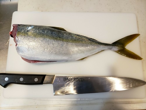 イナダの釣果