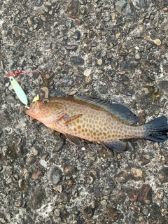 オオモンハタの釣果