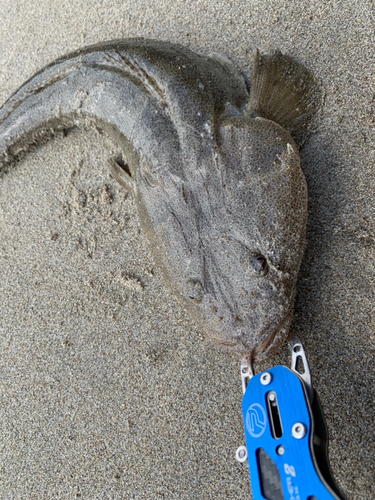 マゴチの釣果