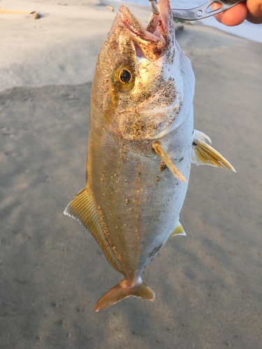 カンパチの釣果