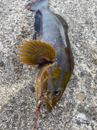 アイナメの釣果