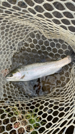 ニジマスの釣果