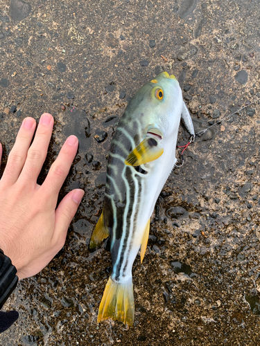 シマフグの釣果