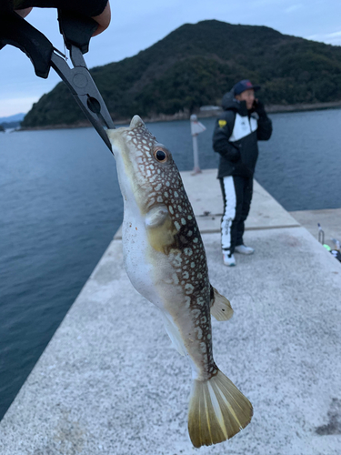 コモンフグの釣果