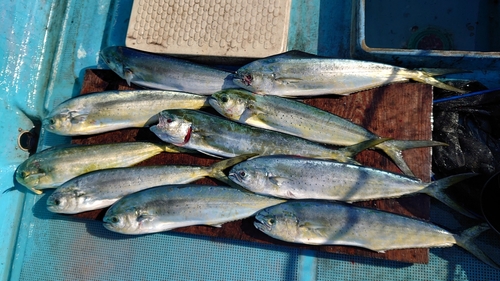 シイラの釣果