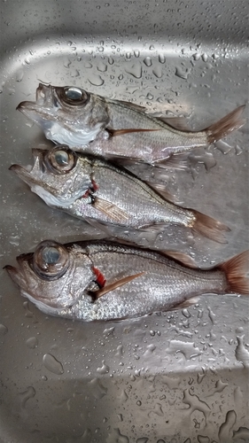 シロムツの釣果