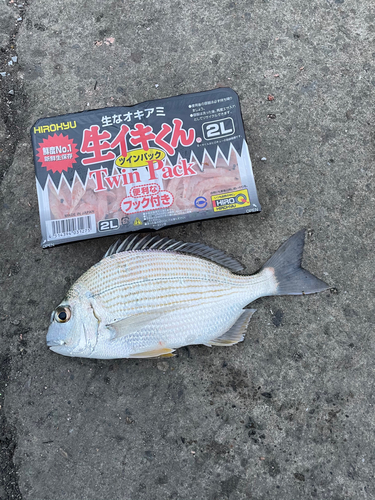 ヘダイの釣果