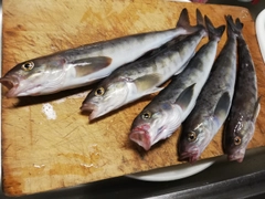 ホッケの釣果