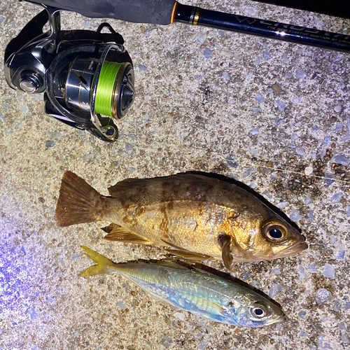 メバルの釣果